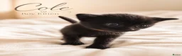 British Shorthair cats for sale: Beautiful Kittens 🐾Well Socialised, Loving  Pets - Advert 7