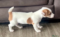Jack Russell dogs for sale: Jack Russell terrier  - Image 7