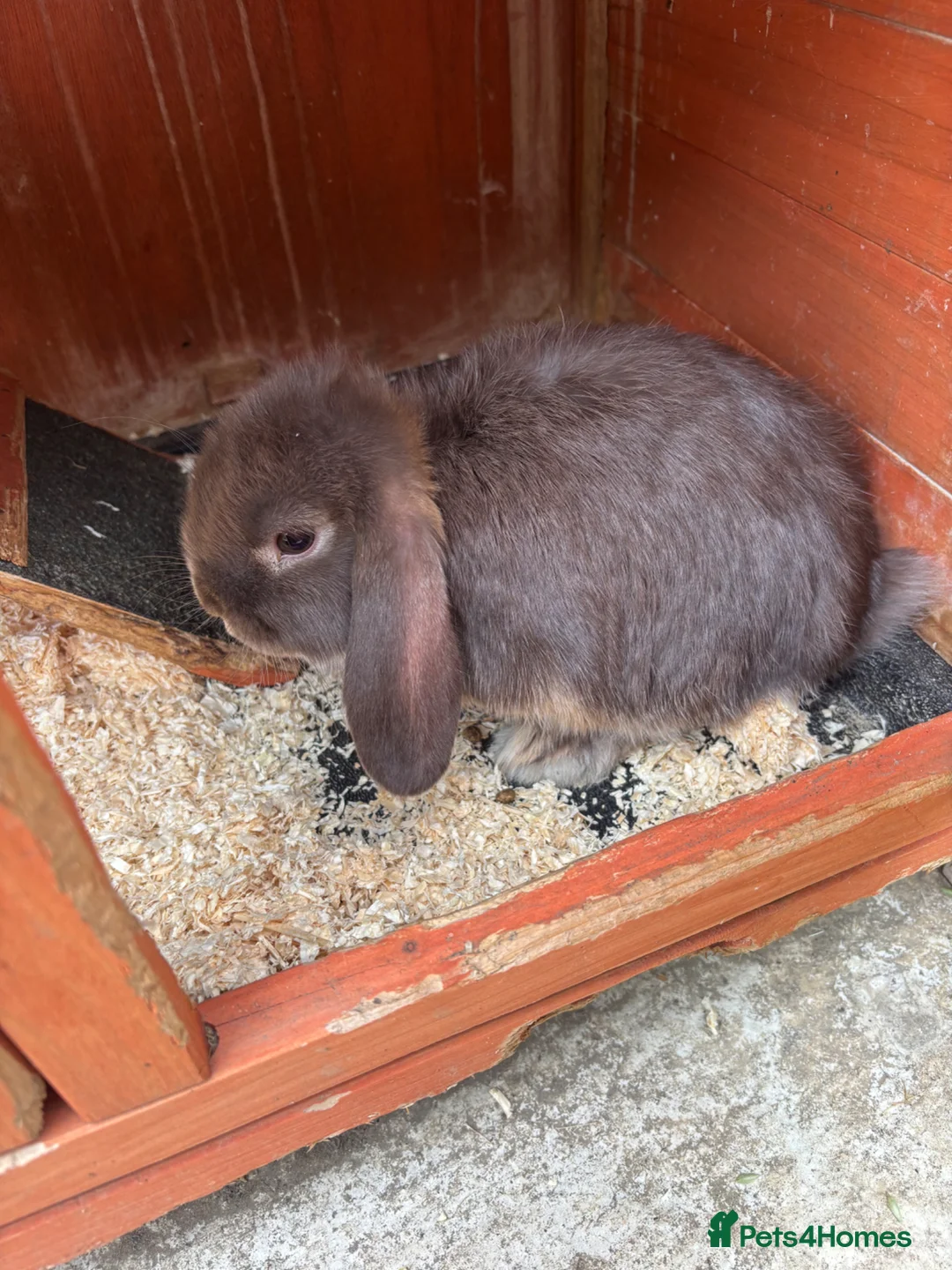 Mini Lop rabbits for sale: Rehome: Male mini lop  in Slough - Advert 1
