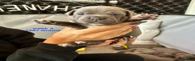 Staffordshire Bull Terrier 1 Blue collar