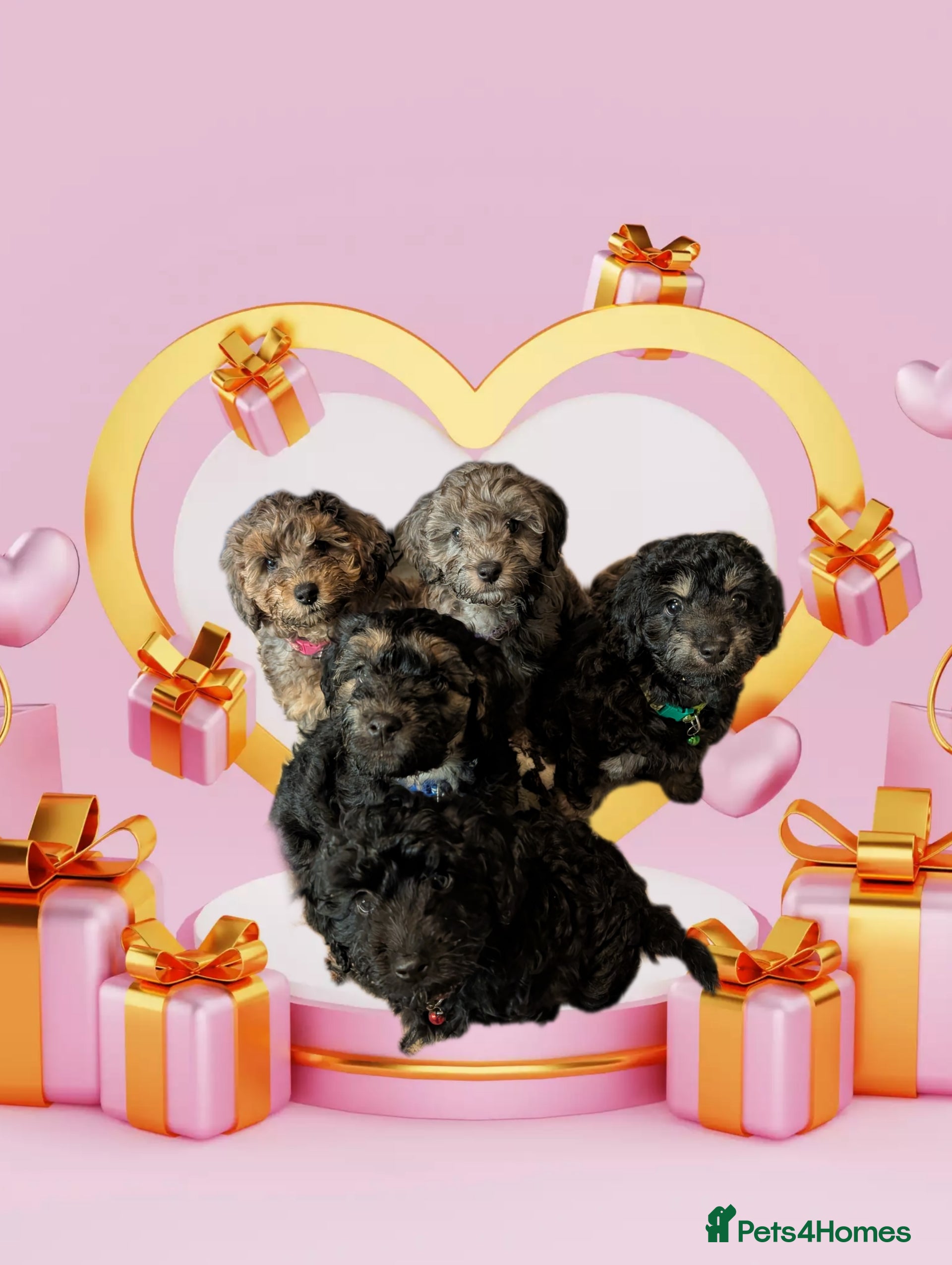 Cockapoo dogs Cockapoos F2 Merles/Phantoms - Parents DNA clear - Advert 4
