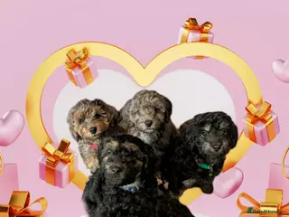 Cockapoo dogs Cockapoos F2 Merles/Phantoms - Parents DNA clear - Advert 4