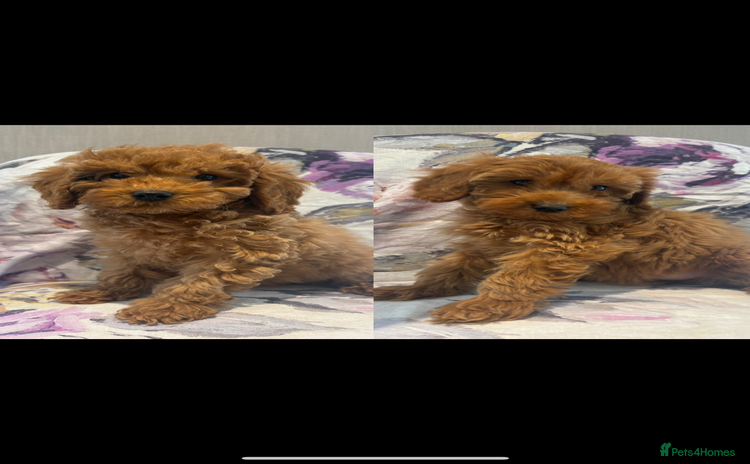 Labradoodle dogs - Advert 5