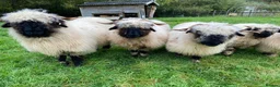 Sheep livestock for sale: Swiss Valais Blacknose Sheep - Advert 1