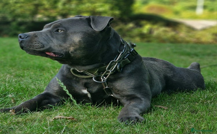 Staffordshire Bull Terrier dogs - Advert 2