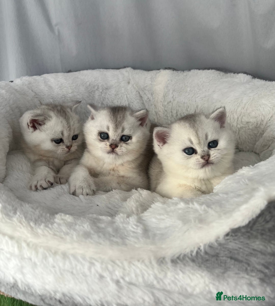 Scottish Fold cats for sale: Adorable Blue-Eyed Scottish Fold Kittens - Advert 10