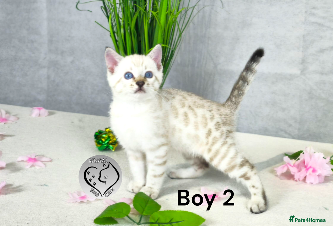 Bengal cats for sale: 3 brown bengal boys - Image 11
