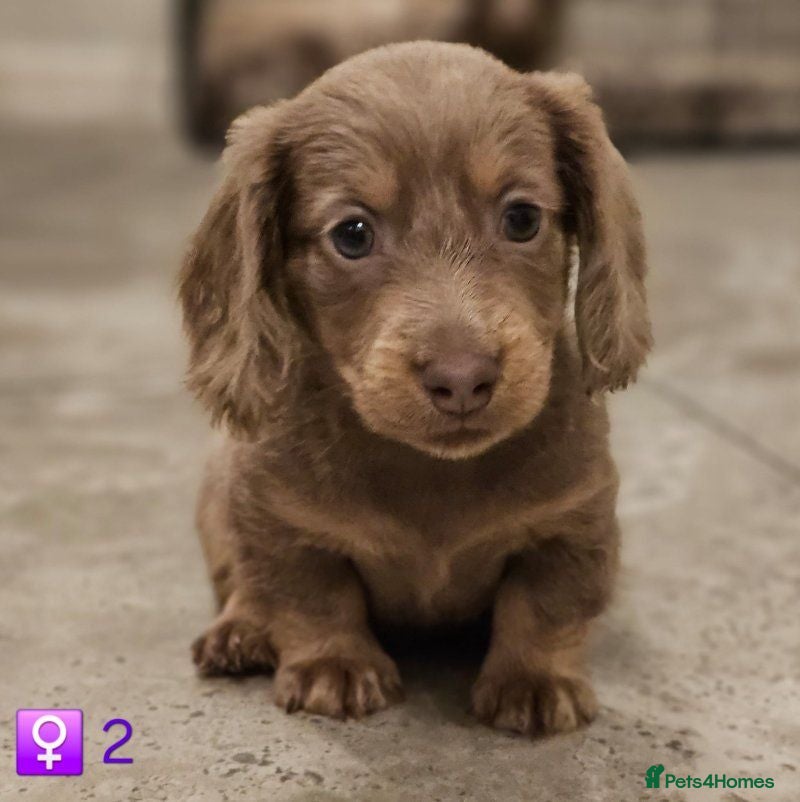Miniature Dachshund dogs Beautiful Miniature Long-Haired Dachshund Puppies. - Advert 1
