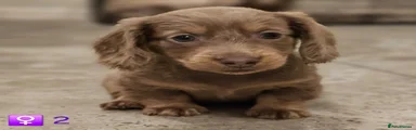 Miniature Dachshund 4