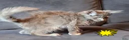 Maine Coon cats for sale: Pets or Breeding Maine Coon kittens in Manchester - Advert 9