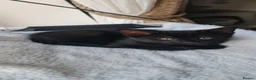 Domestic Shorthair cats for sale: Tabby black kittens in Aylesbury - Advert 4