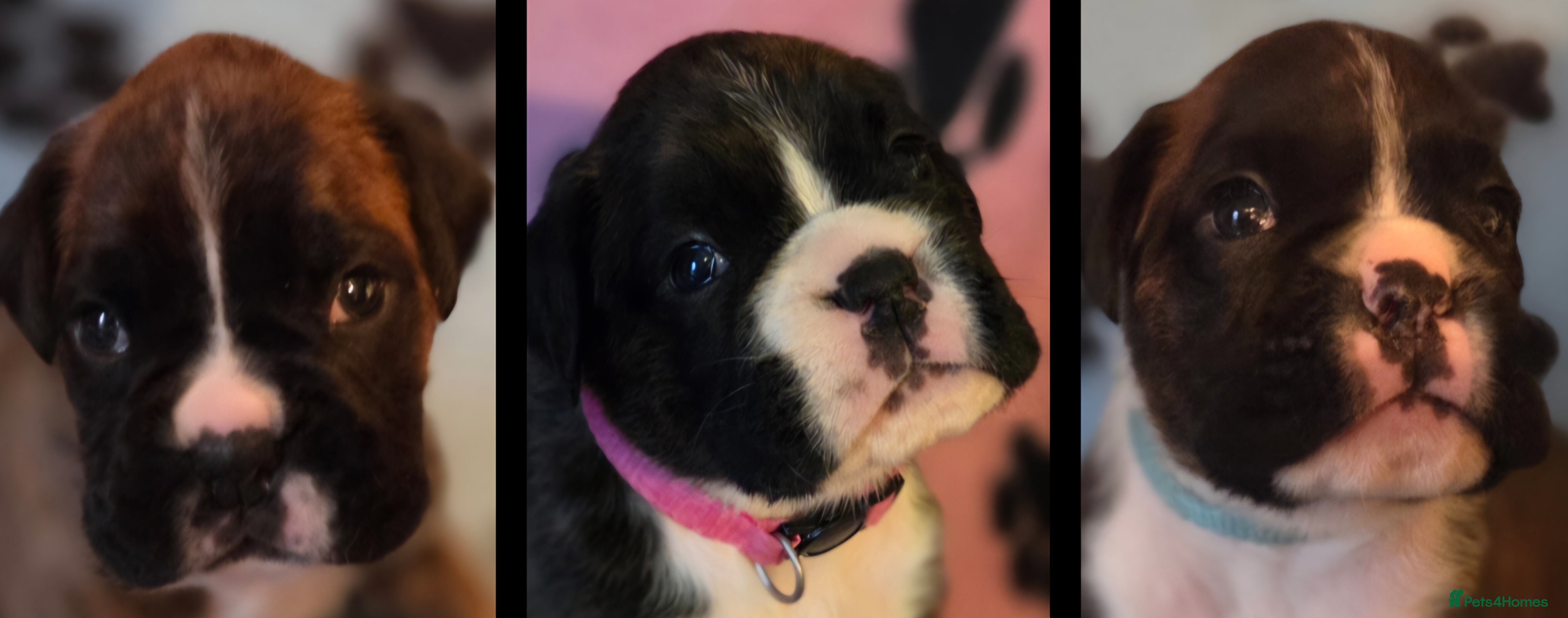Boxer dogs 3 Brindle Puppies Available - Advert 2