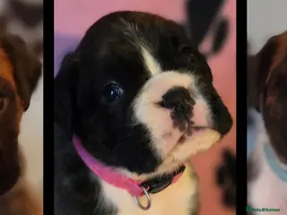 Boxer dogs 3 Brindle Puppies Available - Advert 2