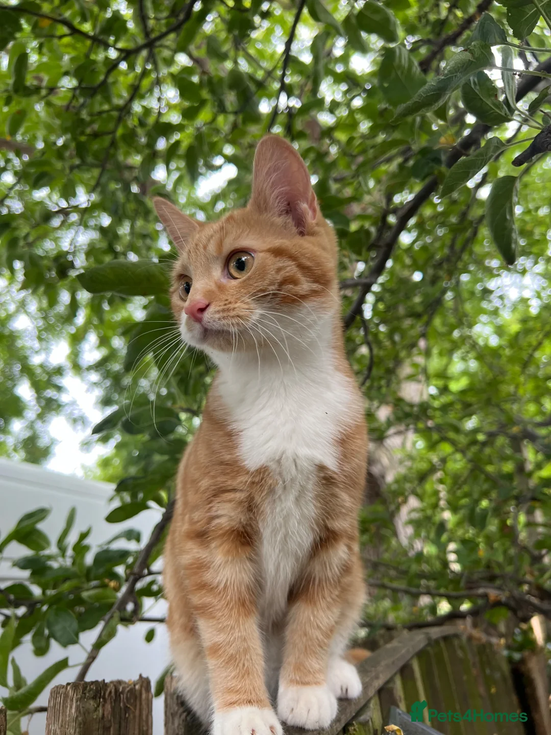 Domestic Shorthair cats for sale: 2 Cute Kittens! in London - Advert 9