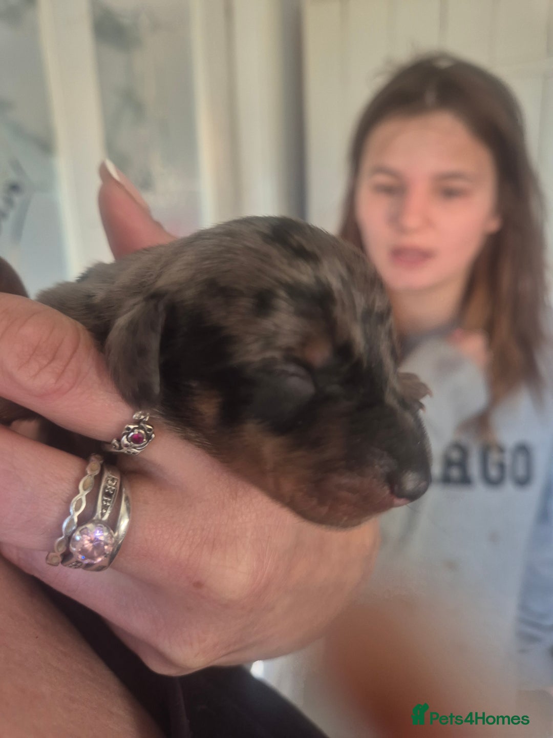 Dachshund dogs for sale: Dachshund Puppies  - Image 3