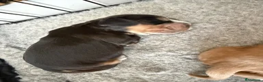 Cocker Spaniel 1
