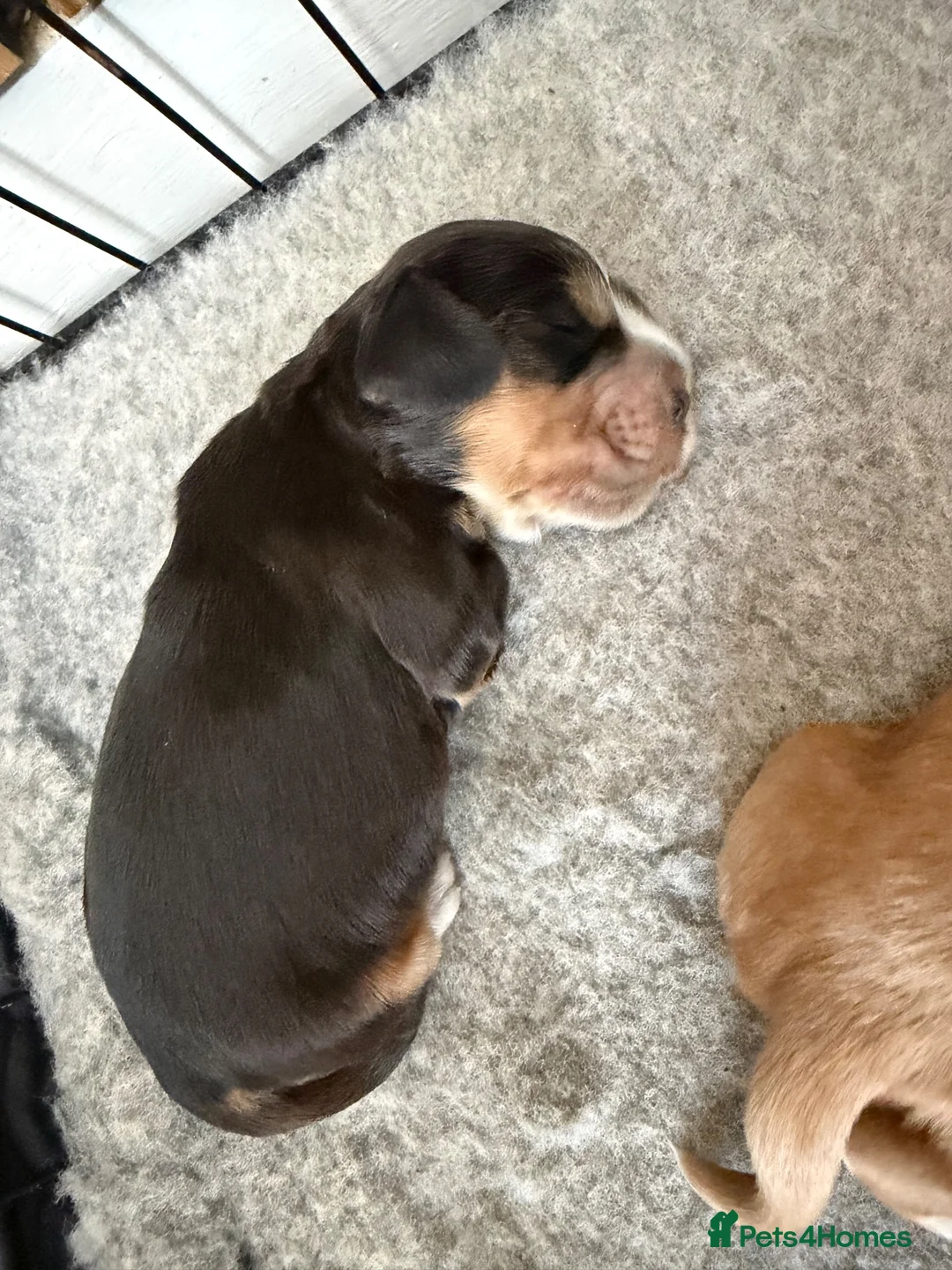 Cocker Spaniel dogs for sale: 🐶RIZI BIZI beautiful pedigree show spaniels🐶 - Advert 29