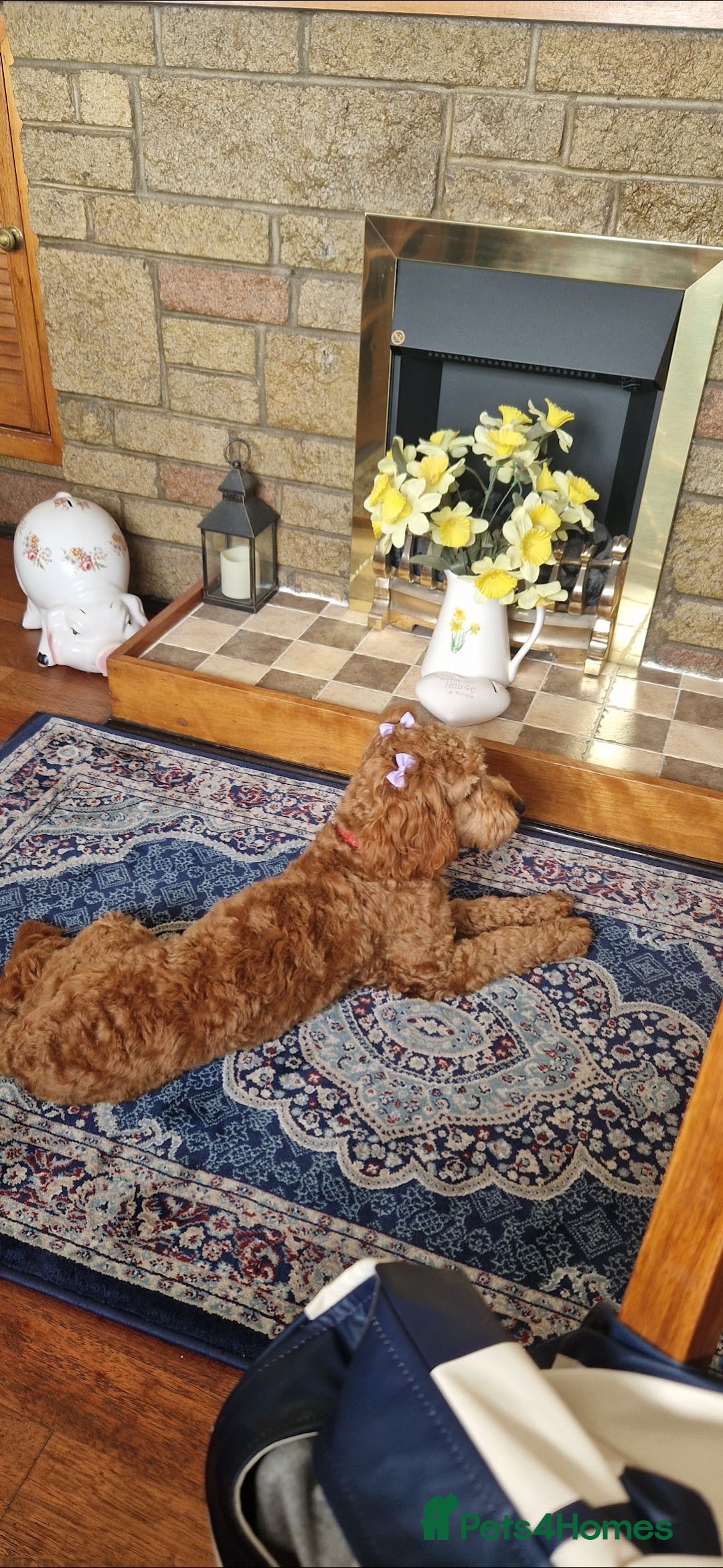 Cockapoo dogs Cockapoo  - Advert 5