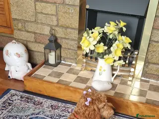 Cockapoo dogs Cockapoo - Advert 5