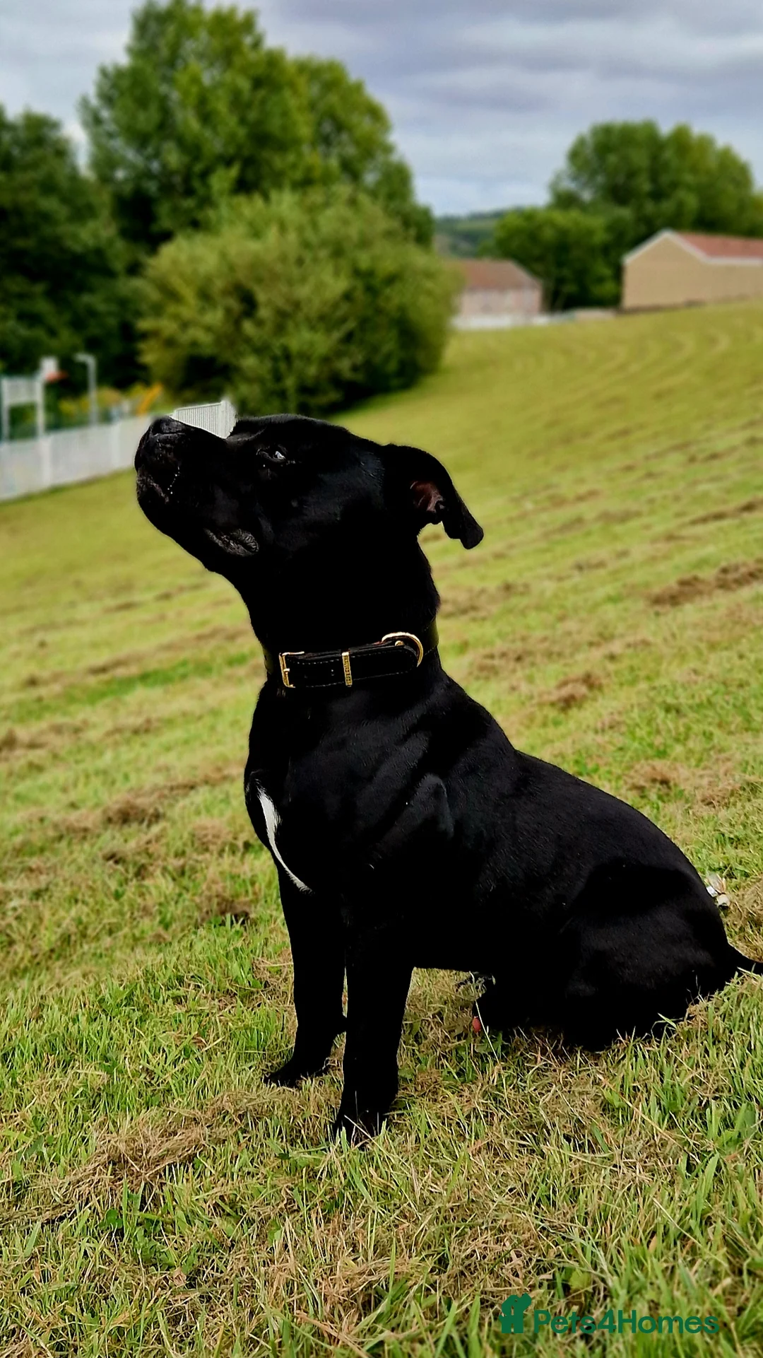 Staffordshire Bull Terrier dogs for stud: PROVEN Black bloodlines in the UK.  in Swansea - Advert 2