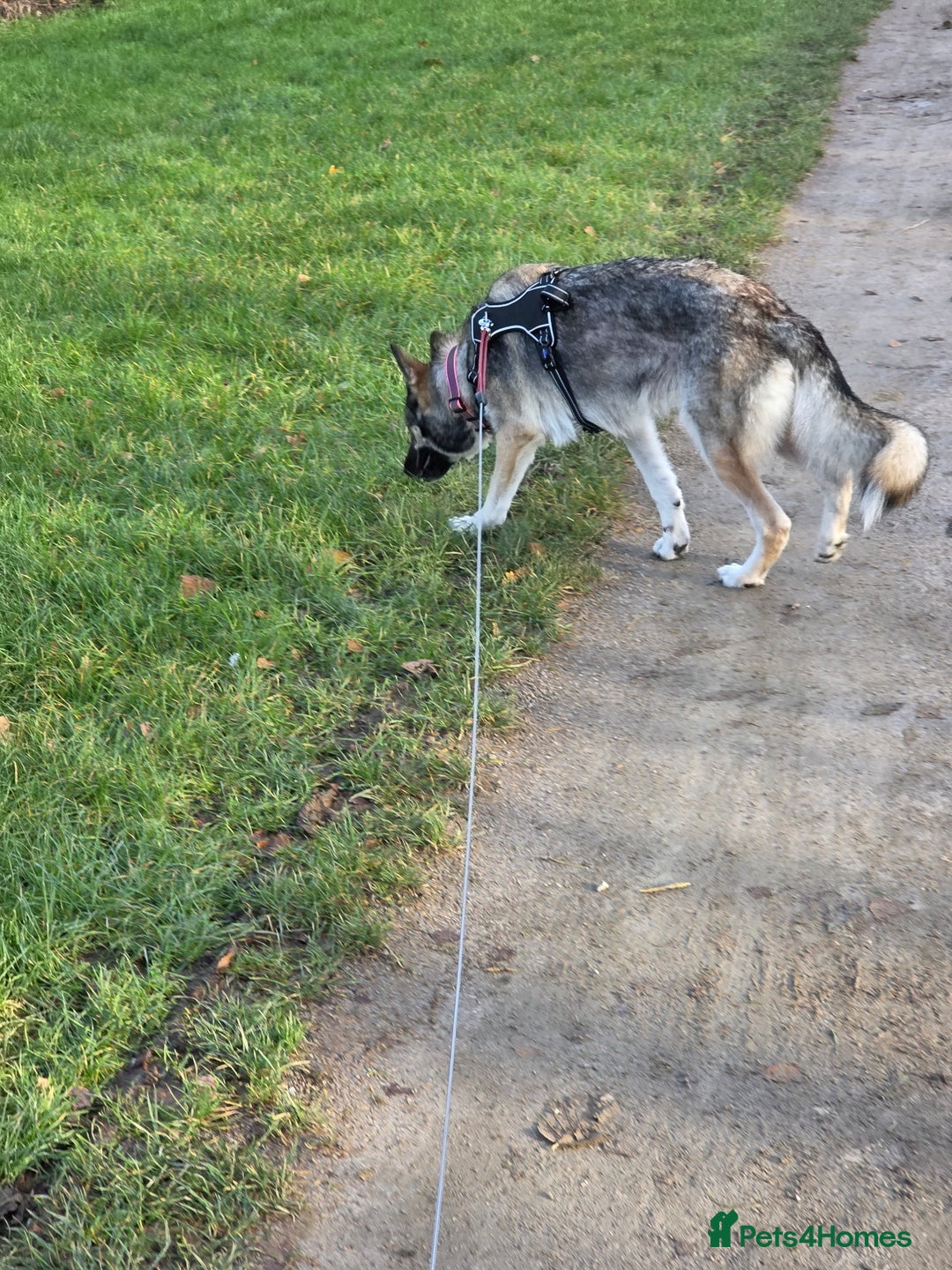 German Shepherd dogs for sale: 2 yr old German Shepherd female  - Advert 6