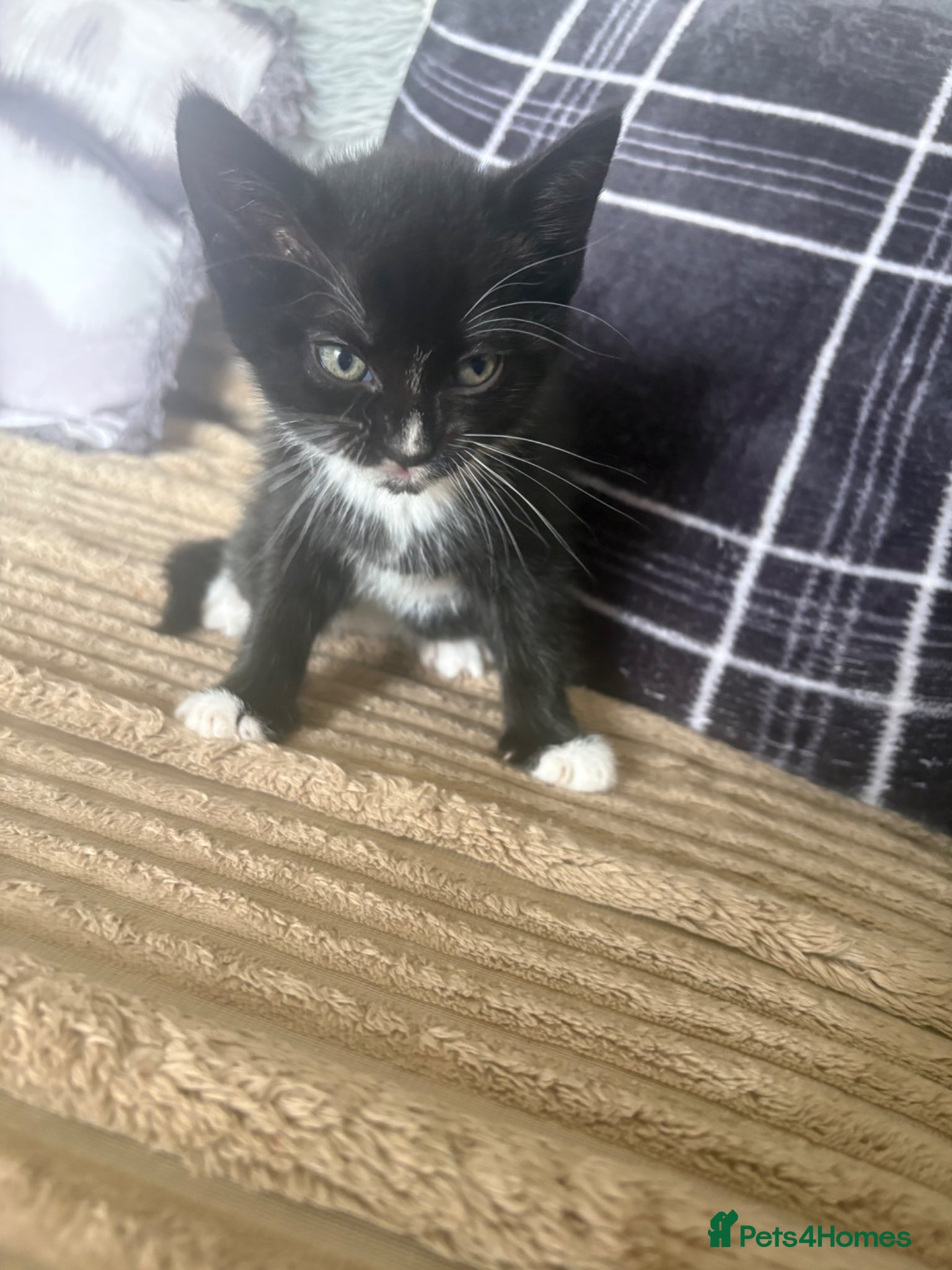 Mixed Breed cats Girl kitten - Advert 1