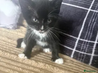 Mixed Breed cats Girl kitten - Advert 1