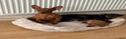 Miniature Pinscher dogs for sale: Miniature Pinscher Girl Puppy Last One Available🐶 - Advert 8