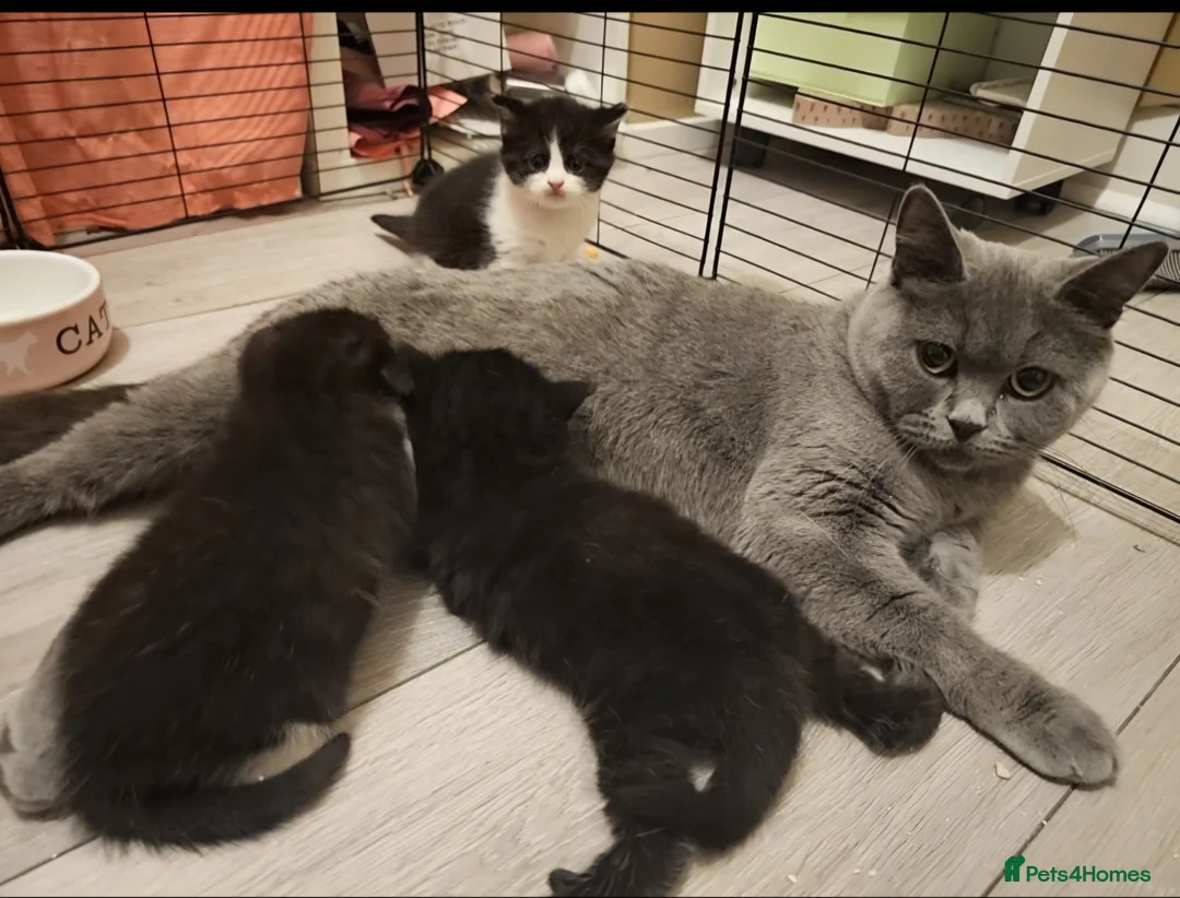 British Shorthair cats for sale: BSH X MAINECOON - Advert 1