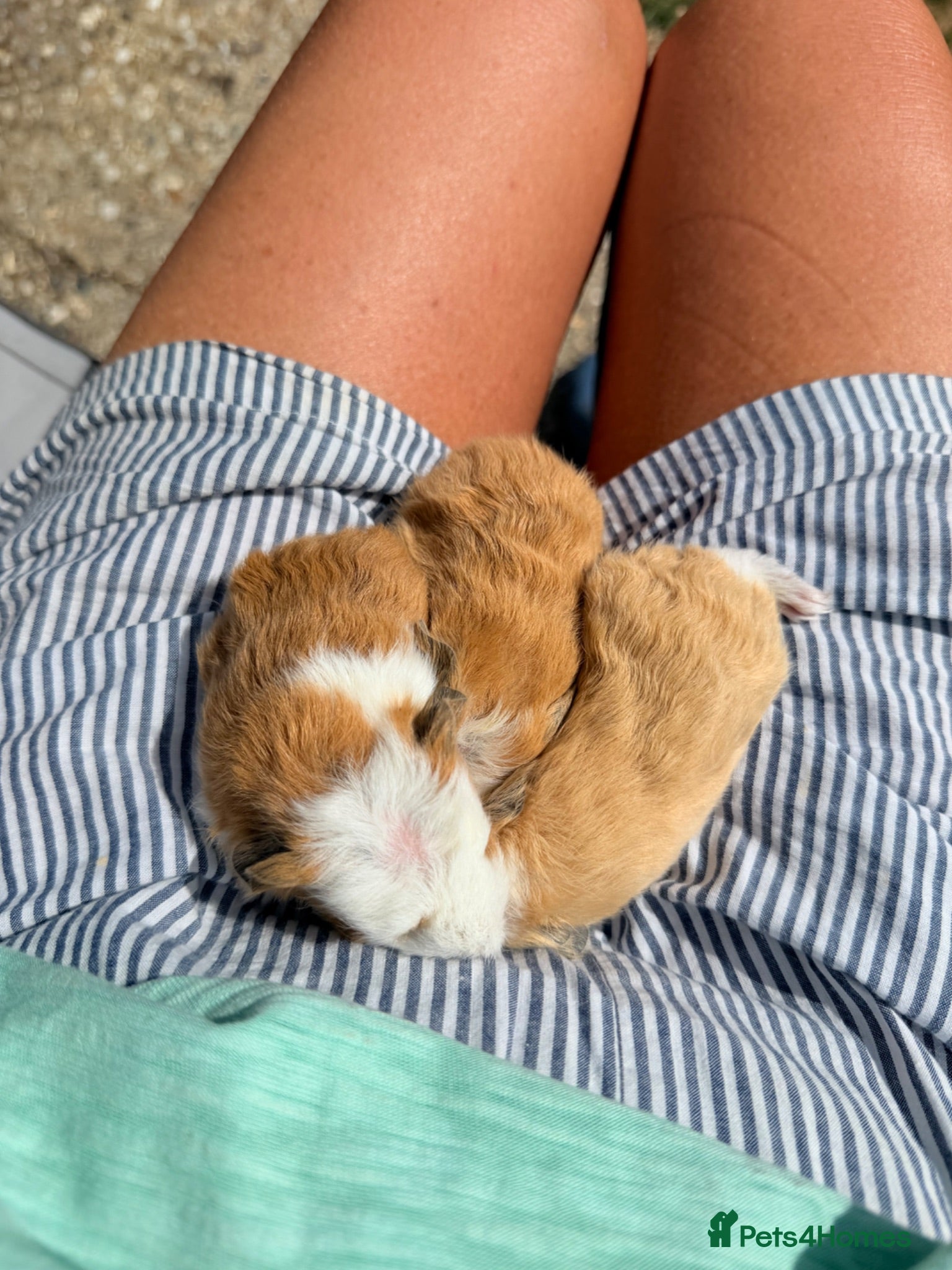 Guinea Pig rodents Swiss & Peruvians baby’s available  - Advert 2
