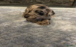 Cockapoo dogs for sale: 5 ⭐️ Cockapoo Puppies for 5 ⭐️ homes only - Image 3