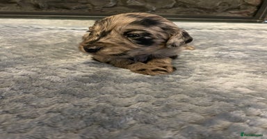 Cockapoo dogs - Advert 2