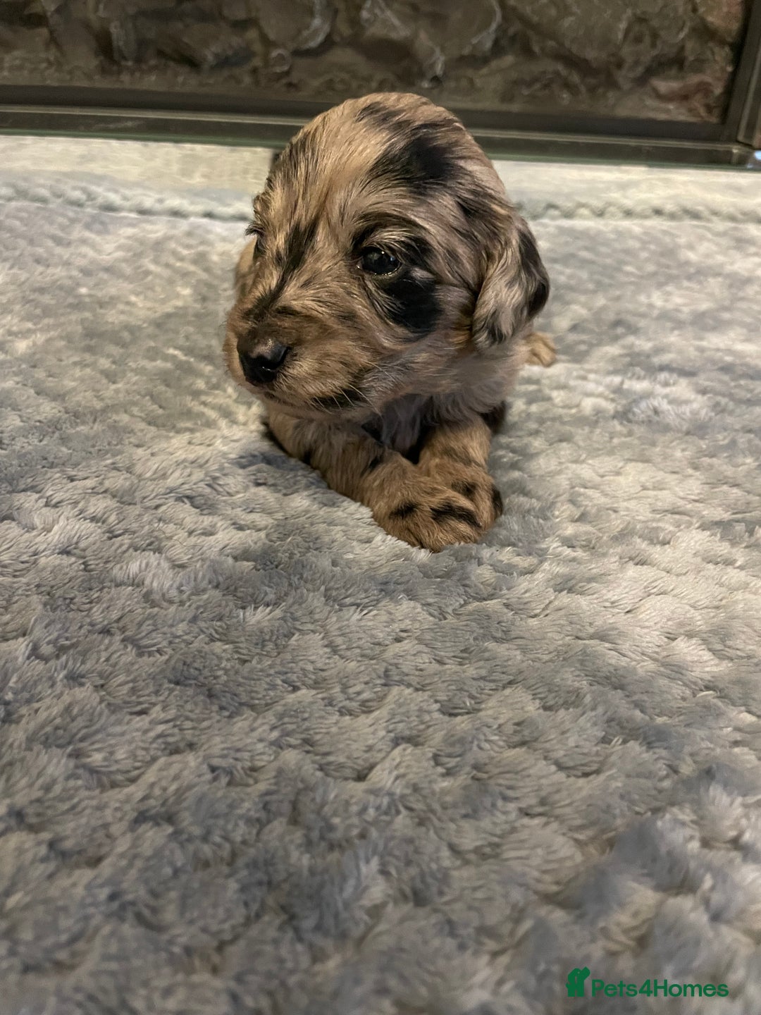 Cockapoo dogs for sale: 5 ⭐️ Cockapoo Puppies for 5 ⭐️ homes only - Image 3