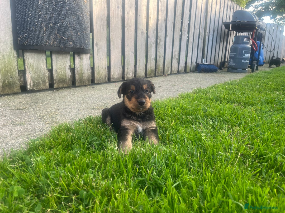 Airedale Terrier dogs for sale: Airedale Terrier Puppy 9 - Quality Airedale terrier pups - Image 7