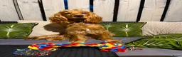 Cocker Spaniel dogs for sale: Loving cocker spaniel  in Belfast - Advert 10