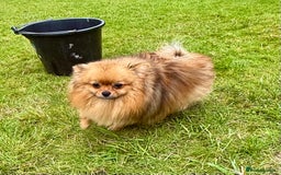 Pomeranian dogs for adoption: Dior - Dior’s Story – A Little Life Saved - Image 4