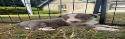 Border Collie dogs for sale: Beautiful Border Collie Puppies  - Advert 31