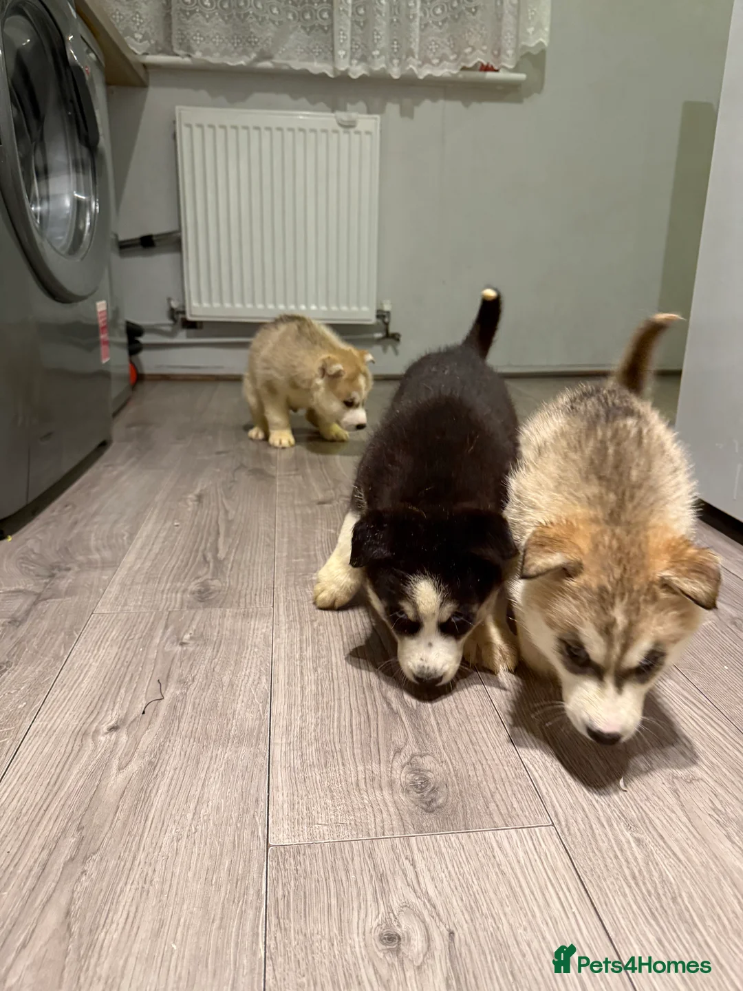 Siberian Husky dogs for sale: Puppies Siberian Huskies  - Advert 28