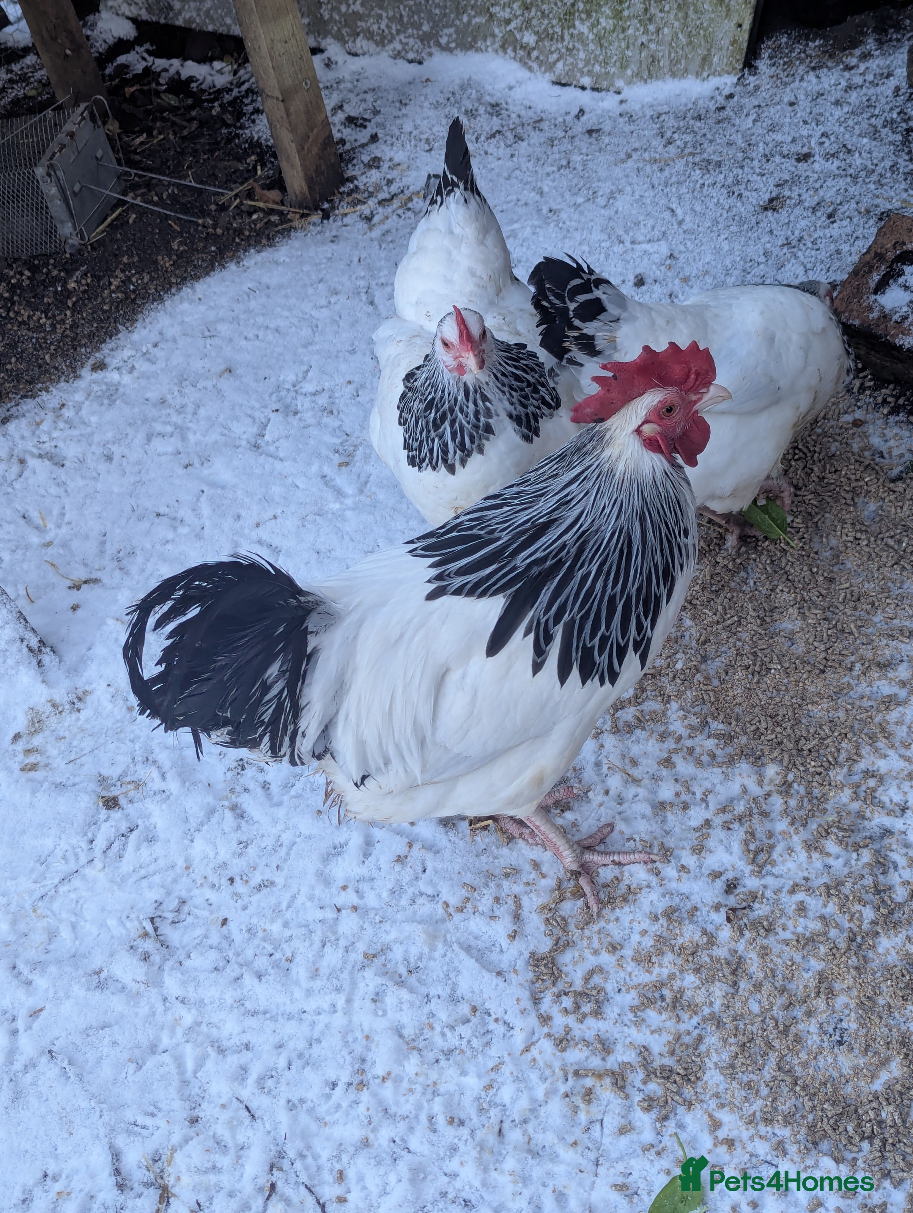 Chickens poultry Light Sussex bantam available  - Advert 7