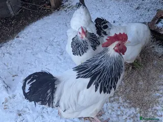 Chickens poultry Light Sussex bantam available - Advert 7