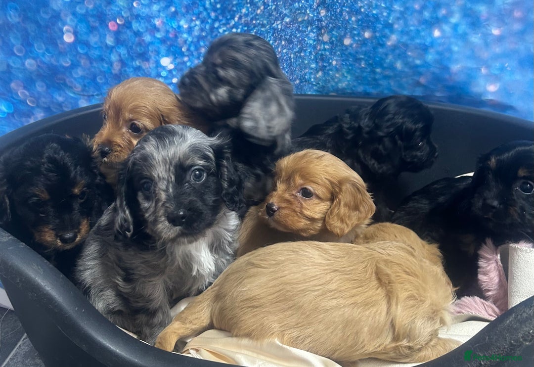 Cavapoo dogs for sale: F1 cavapoo puppies 🐶 🩵💜 - Image 15