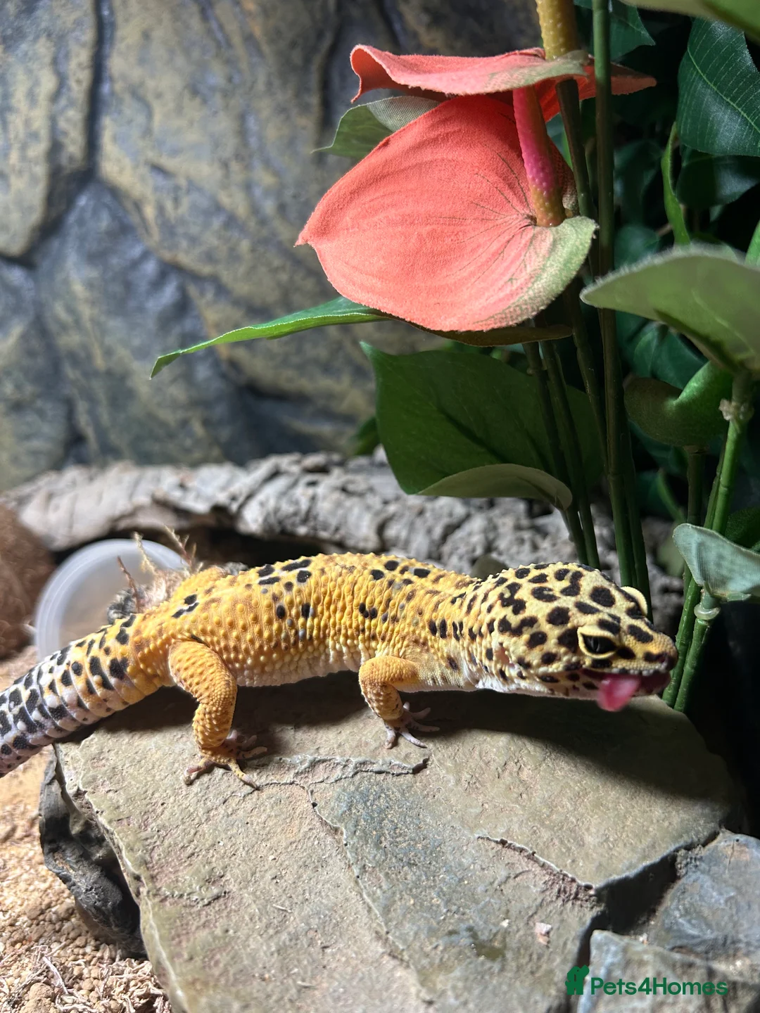 Leopard Gecko reptiles for sale: Leopard gecko for sale with full set up  - Advert 1