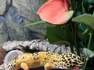 Leopard Gecko reptiles Leopard gecko for sale - Advert 1