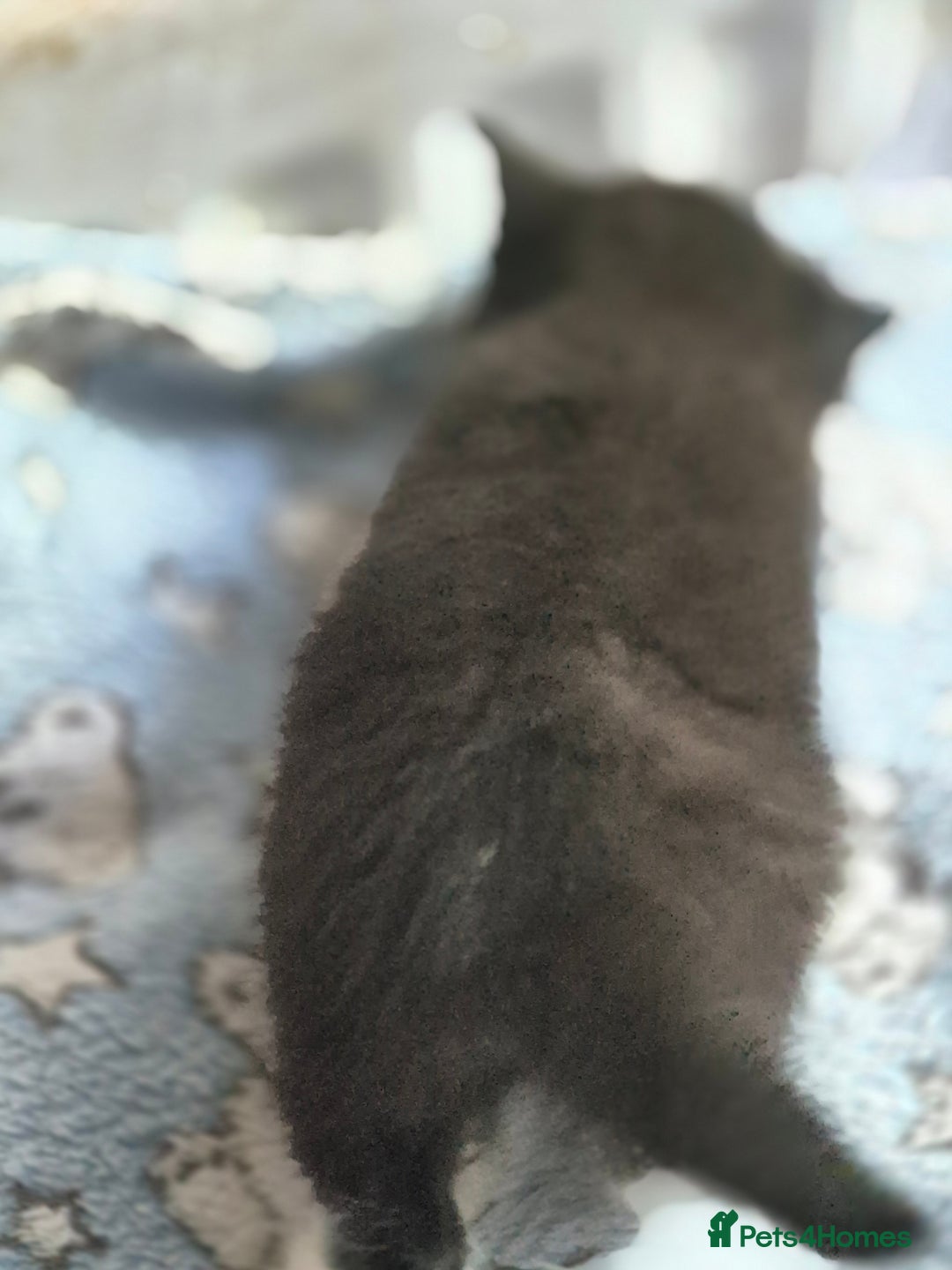 Mixed Breed cats for sale: 1 female kitten out litter of 3  - Image 14