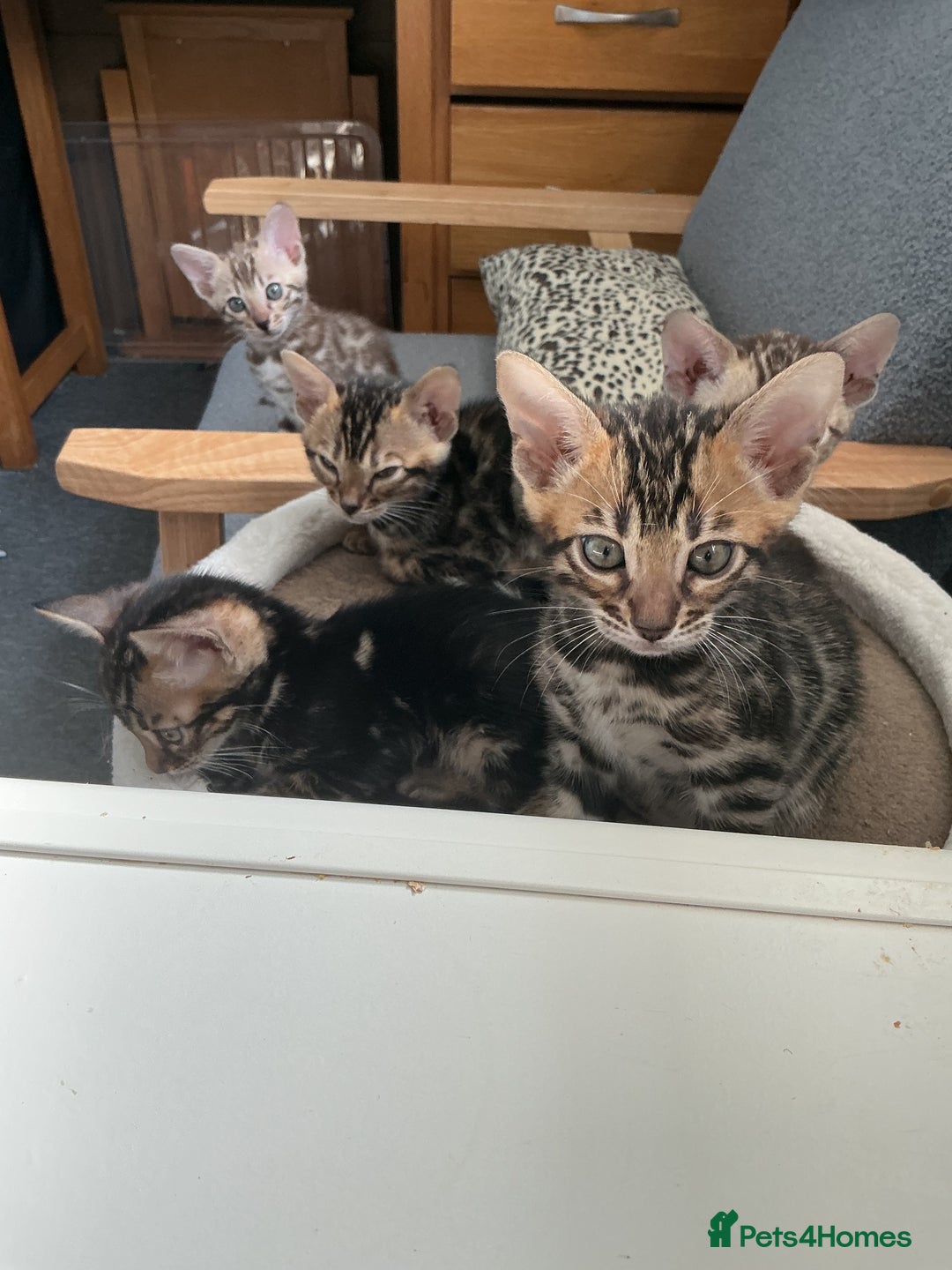 Bengal cats for sale: STUNNING TICA reg Bengal kittens ready to reserve - Image 37