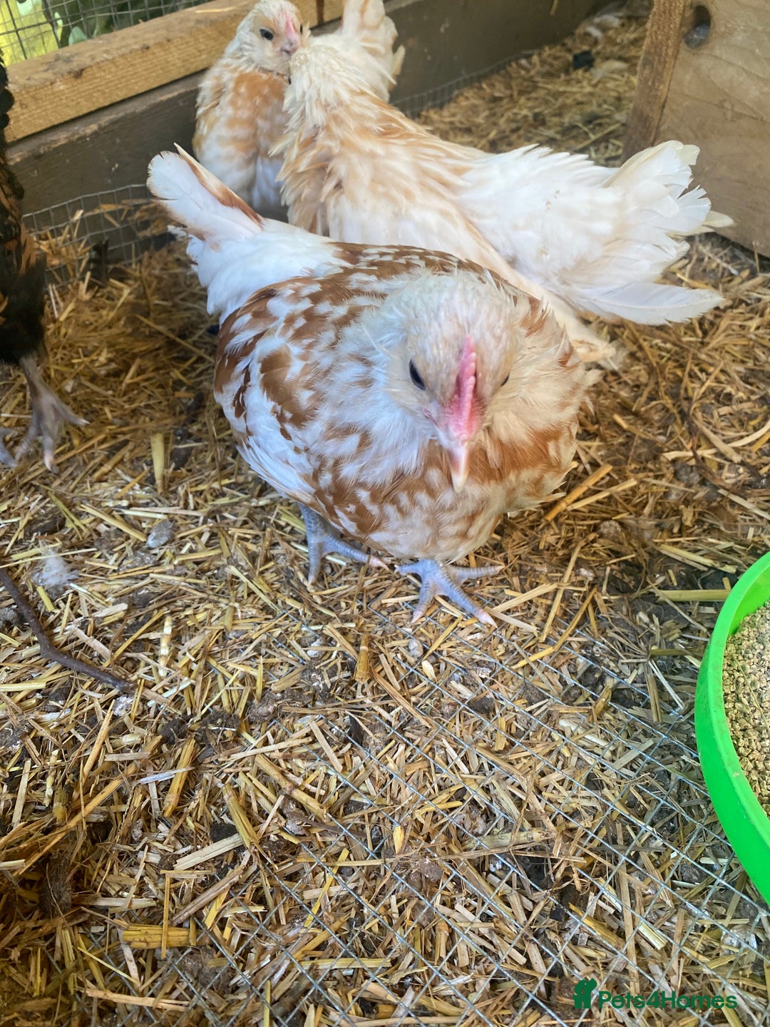Chickens poultry for sale: Thuringian chickens - Image 6