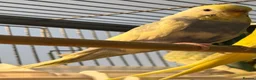 Budgerigars birds for sale: Sold Young Bonded  —  rainbow 🌈 & white albino  - Advert 11