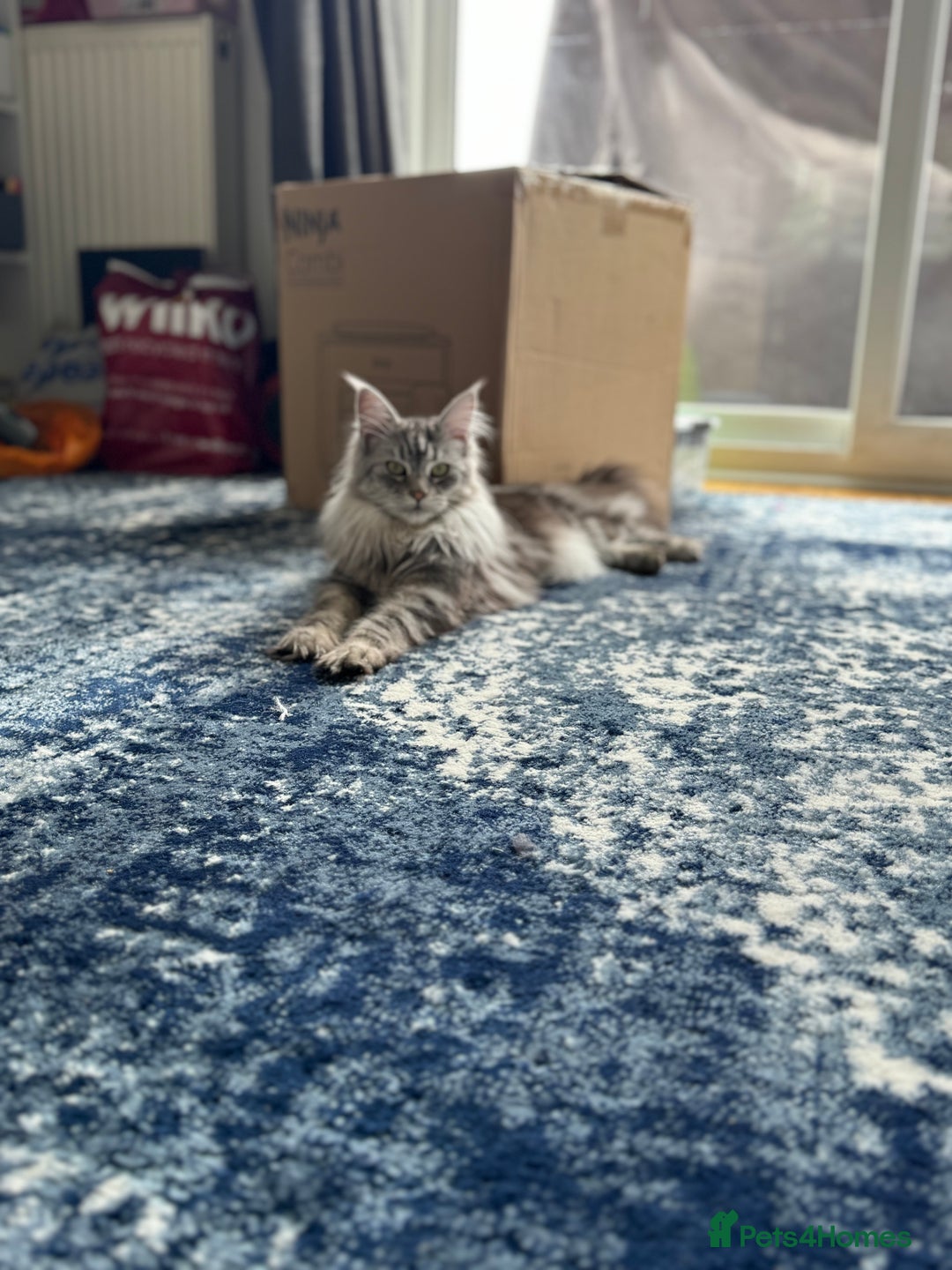 Maine Coon cats for sale: Majestic Purebred Maine Coon Kittens - TICA 🐾 - Advert 5