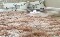 Ragdoll cats for sale: Last beautiful Snowleopard boy available  - Image 6