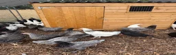 Chickens poultry for sale: hybrid pullets, point of lay - Advert 3